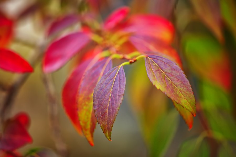 Vibrant yet fading autumn leaves on a bush capture the essence of 'Overcome Fear of Losing Someone,' as they represent the natural cycle of change and the beauty in transition, despite the inevitable loss that comes with the passing seasons.