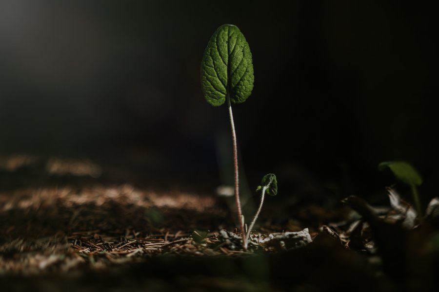 The 'Overcome Fear of Losing Someone' theme is represented by a solitary green sapling, reaching for the light against the dark soil, embodying new growth and the promise of life amidst the fear of loss.
